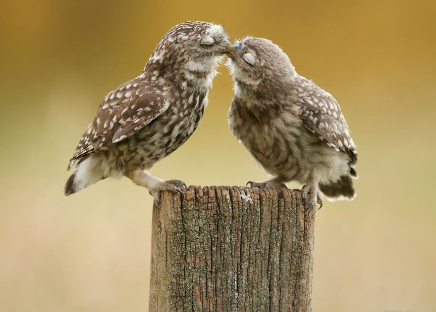 animals-love-couple-8__880